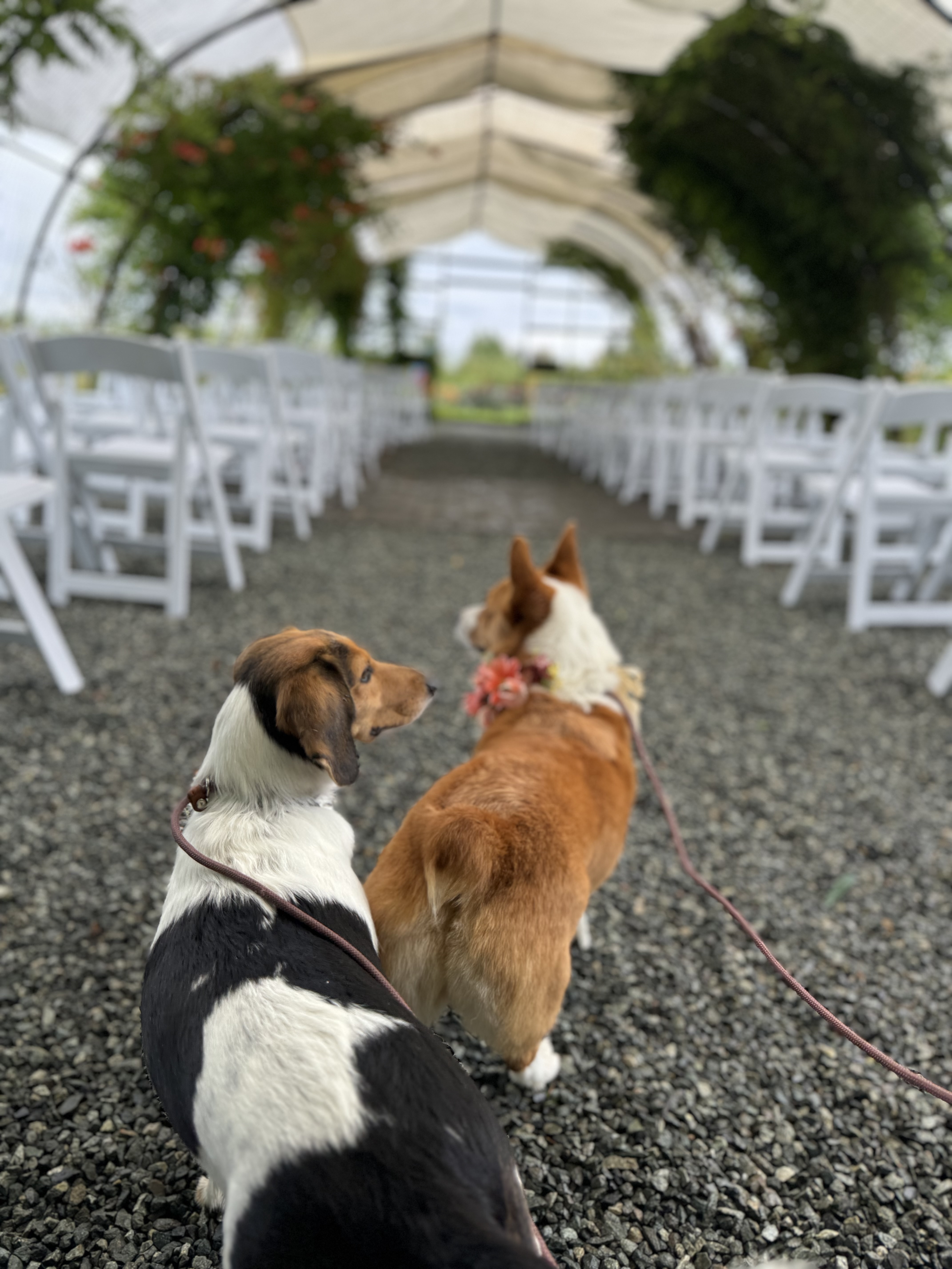 Paw'ty Waggin Pet Taxi & Check-In Services